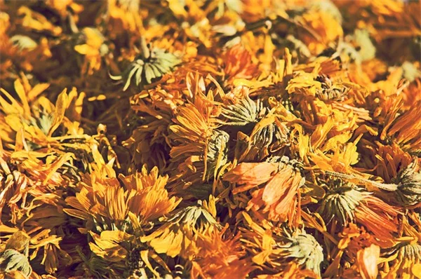 Cheyenne Spiritの育て方：たったの4ヶ月で開花する手間いらずの多年草