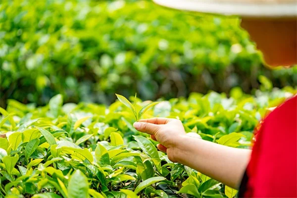 9月に植える野菜8選｜意外な好適品種【私の経験から】