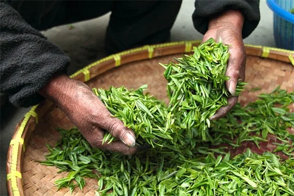 【庭師直伝】冬前にたった5分のチェックで春の害虫を99％防ぐ方法