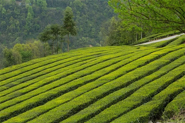 植えたら後悔する！ガーデニングのプロが教える11の危険な植物