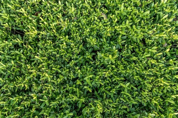 私が実践している冬支度！防寒必須の植物8選と危険な理由を解説