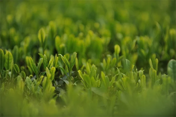 Garden to Tableの始め方：家庭菜園で採れたて野菜を楽しむコツ